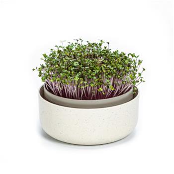 Miska na naklíčení MICROGREENS sl.kost s kávovou sedlinou 16cm