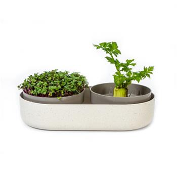 Miska na naklíčení MICROGREENS Regrow sl.kost 30,5cm