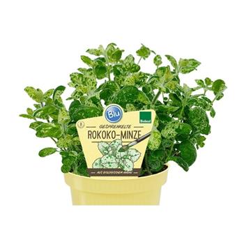 Máta rokoko Calixte BIO květináč 12cm