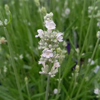 Levandule úzkolistá Hidcote White květináč 14cm