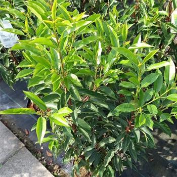 Bobkovišeň portugalská Angustifolia výška 40/60cm, květináč 5 litrů