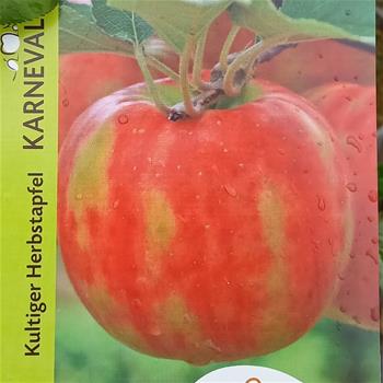 Jabloň Karneval zákrsek, květináč 10 litrů, zimní