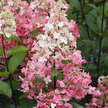 Hortenzie latnatá Pinky Winky výška 60/80cm, květináč 12 litrů