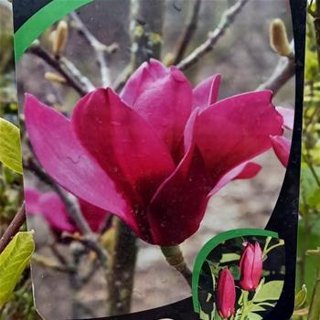 Šácholan Pink Pyramid výška 100/125cm, květináč 10 litrů