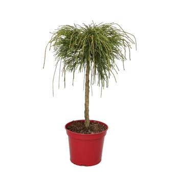 Zerav řasnatý Whipcord kmínek 100cm, květináč 7,5 litru