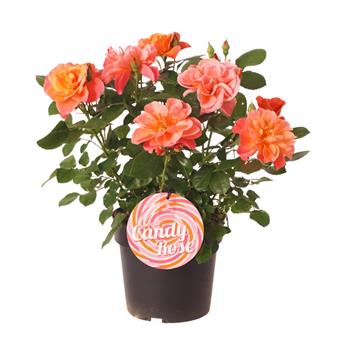 Růžě Sugar Candy květináč 3,,5 litru