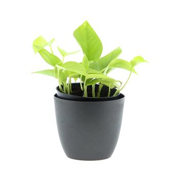 Potos, šplhavník Golden Pothos květináč 12cm