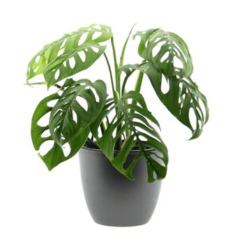 Monstera 'Esaletto' květináč 19cm