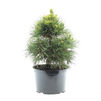 Borovice lesní Moseri výška 30/40cm, květináč 4 litry