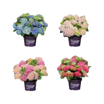 Hortenzie velkolistá Forever & Ever® Hortbux mix  květináč 5 litrů