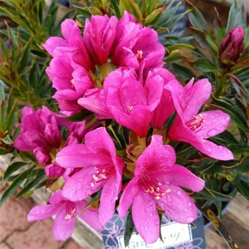 Pěnišník Grazeasy® Dark Pink květináč 5 litrů