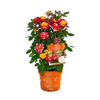 Růže Planters Punch® květináč 6 litrů