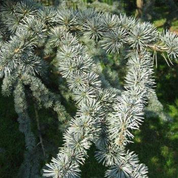 Cedr atlaský 'Glauca' květináč 10 litrů