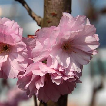 Třešeň pilovitá 'Kanzan' obvod kmene 16/18, květináč 110cm, sakura