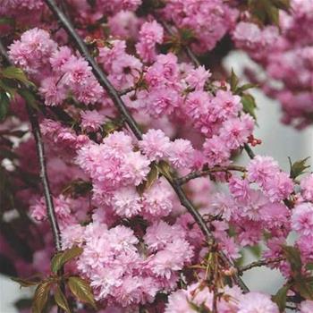 Třešeň pilovitá 'Kiku-shidare-sakura' výška 350/400cm, květináč 90 litrů, vyvazovaná