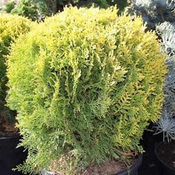 Zerav východní Compacta Aurea Nana výška 40/50cm, květináč 18 litrů
