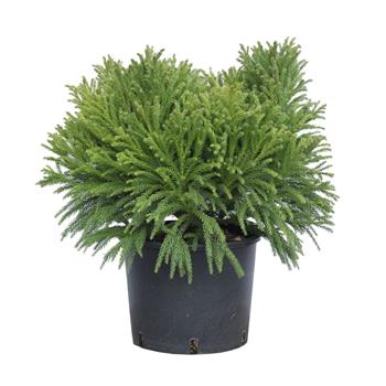 Kryptomérie japonská Globosa Nana výška 30/40cm, květináč 10 litrů