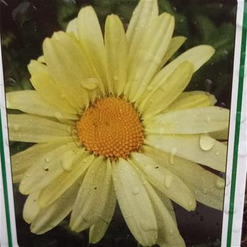 Leucanthemum superbum Sonnenschein