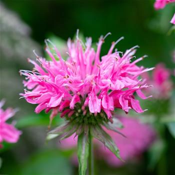Zavinutka podvojná Melua Pink květinčá 2 litry