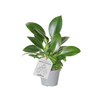 Filodendron Green Princess květináč 6cm