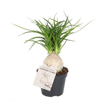 Nolina, sloní noha větvená, květináč 6cm