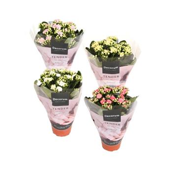 Kolopejka mix, květináč 13cm