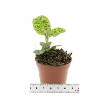Makodes květináč 6cm