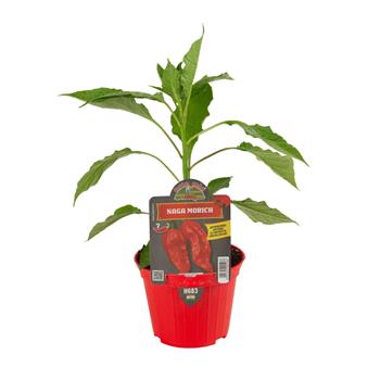 Paprika chilli Naga Morich neroubovaná květináč 10cm