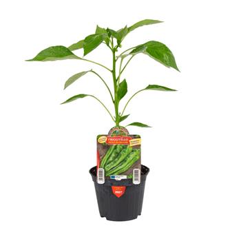 Paprika Friggitello/Isotta F1 květináč 10cm