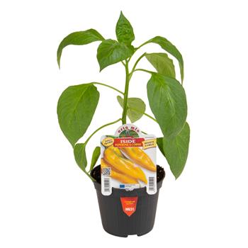 Paprika Iside F1 květináč 10cm