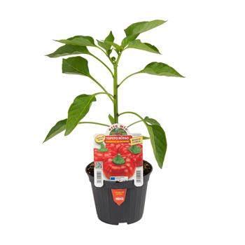 Paprika Twister/Topepo Rosso F1 květináč 10cm