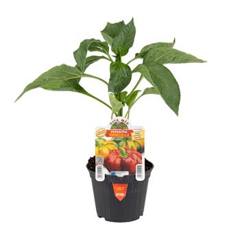 Paprika Napoletano/Papaccella květináč 10cm