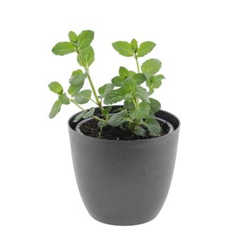 Máta peprná Multimentha květináč 12cm