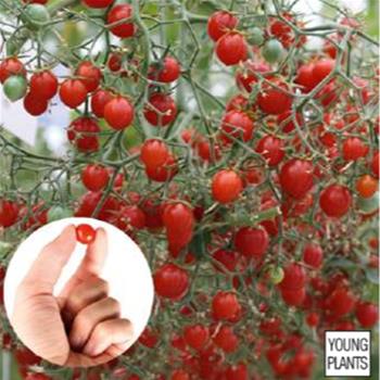 Rajče perlové Tomberry Red roubované 12cm