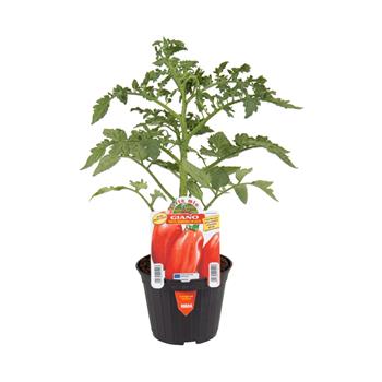 Rajče Giano F1 květináč 10cm
