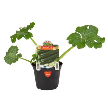 Cuketa Aloha F1 květináč 10cm