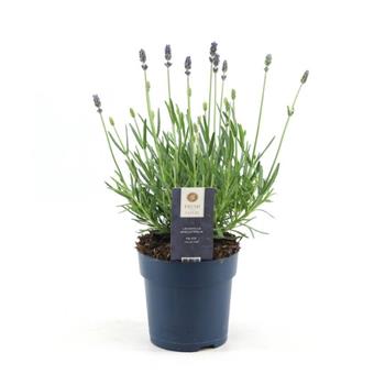 Levandule úzkolistá Felice Premium Provence květináč 1,5 litru