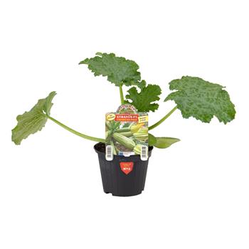 Cuketa Stratos F1 neroubovaná květináč 10cm