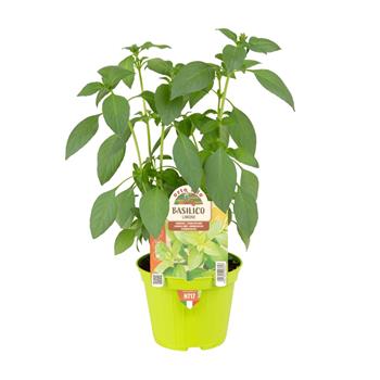 Bazalka Limone květináč 10cm