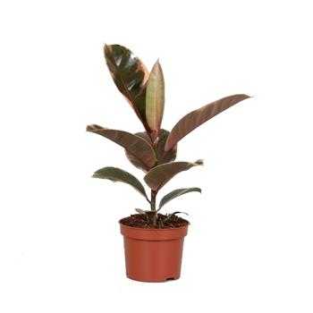 Fíkovník pryžodárný Belize květináč 11cm