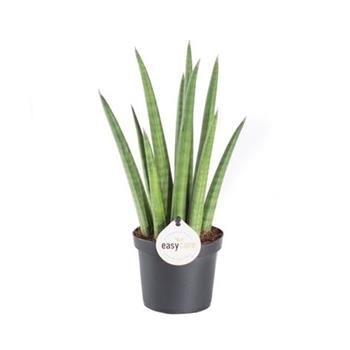 Tenura, tchýnin jazyk Rocket květináč 9cm