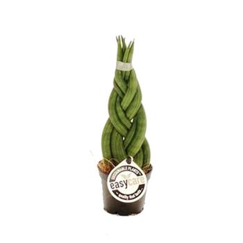 Tenura, tchýnin jazyk Braid květináč 9cm