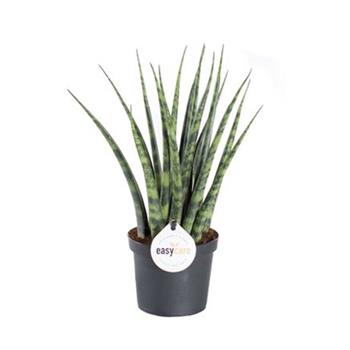 Tenura, tchýnin jazyk Fernwood květináč 9cm
