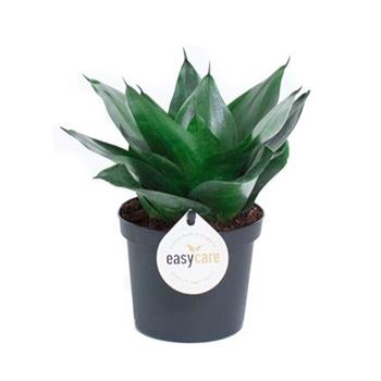 Tenura, tchýnin jazyk Black Jade květináč 9cm