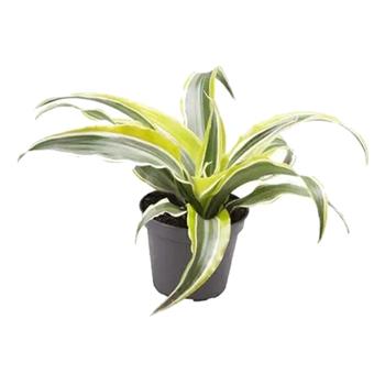 Dračinec vonný Lemon Surprise květináč 6cm