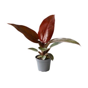Filodendron Red Sun květináč 6cm