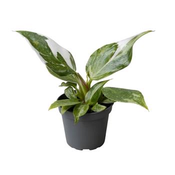 Filodendron White Princess květináč 6cm