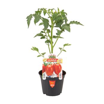 Rajče Luana F1 květináč 10cm