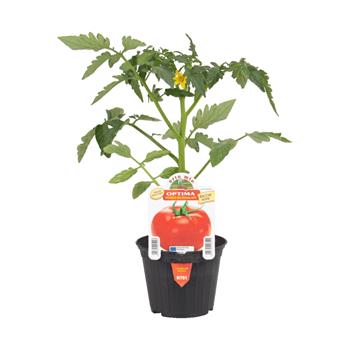 Rajče Optima F1 květináč 10cm