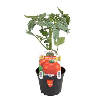 Rajče Saraceno F1 květináč 10cm